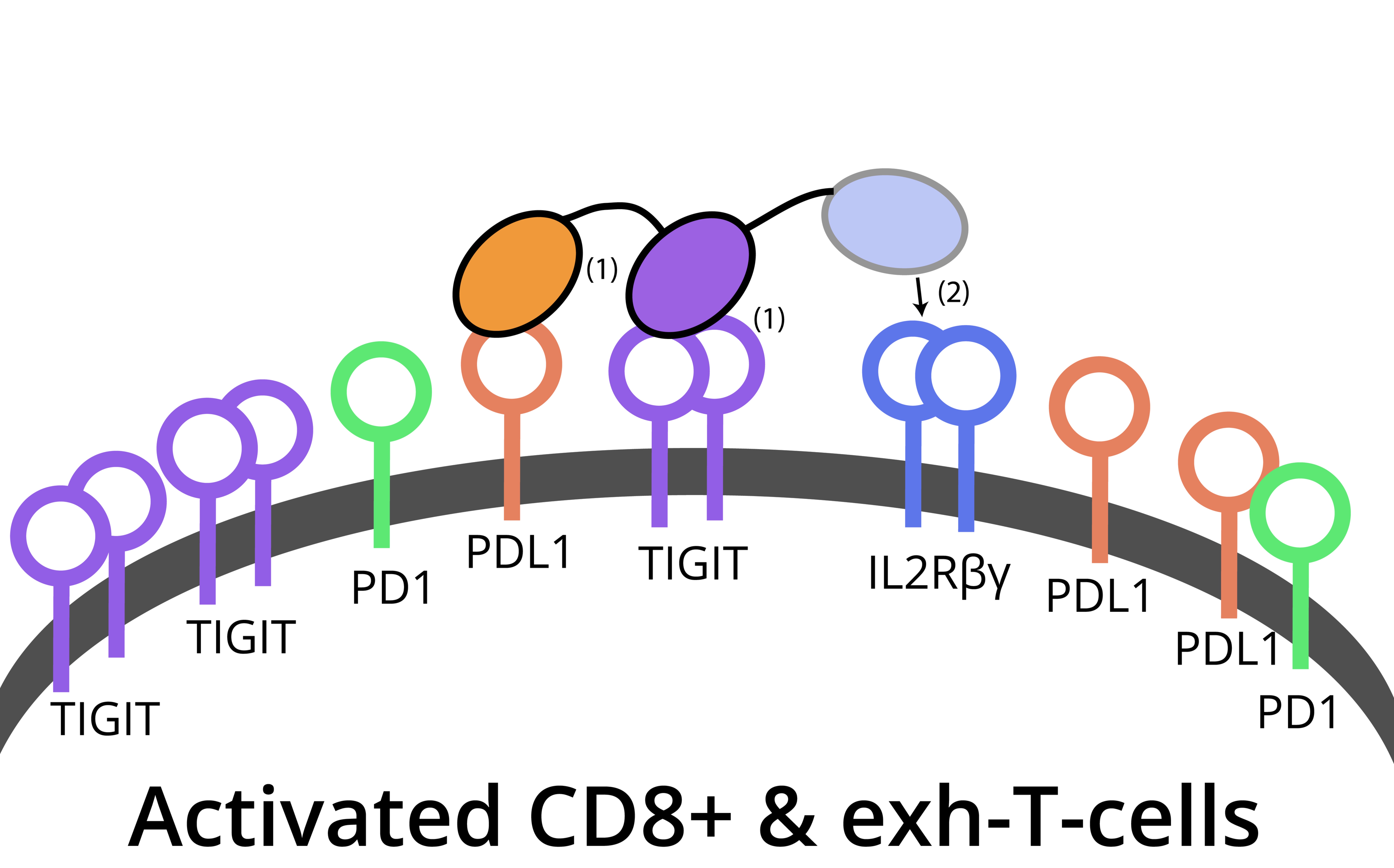 DB007 mechanism — targets PDL1, TIGIT and IL2Rβγ on CD8+ and exhausted T-cells