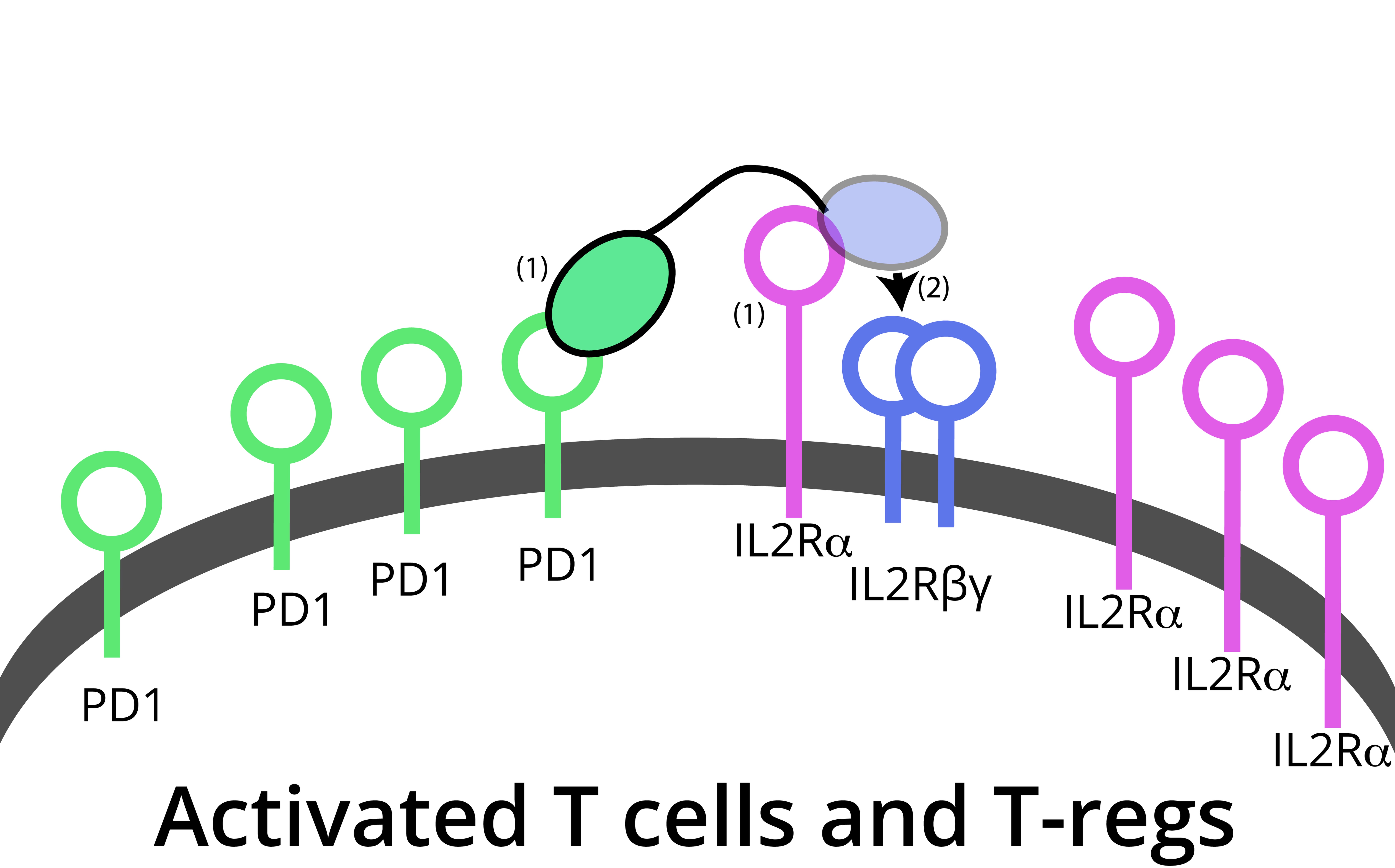 IBI363 mechanism — targets PD1 and IL2Ra on activated T-cells and T-regs
