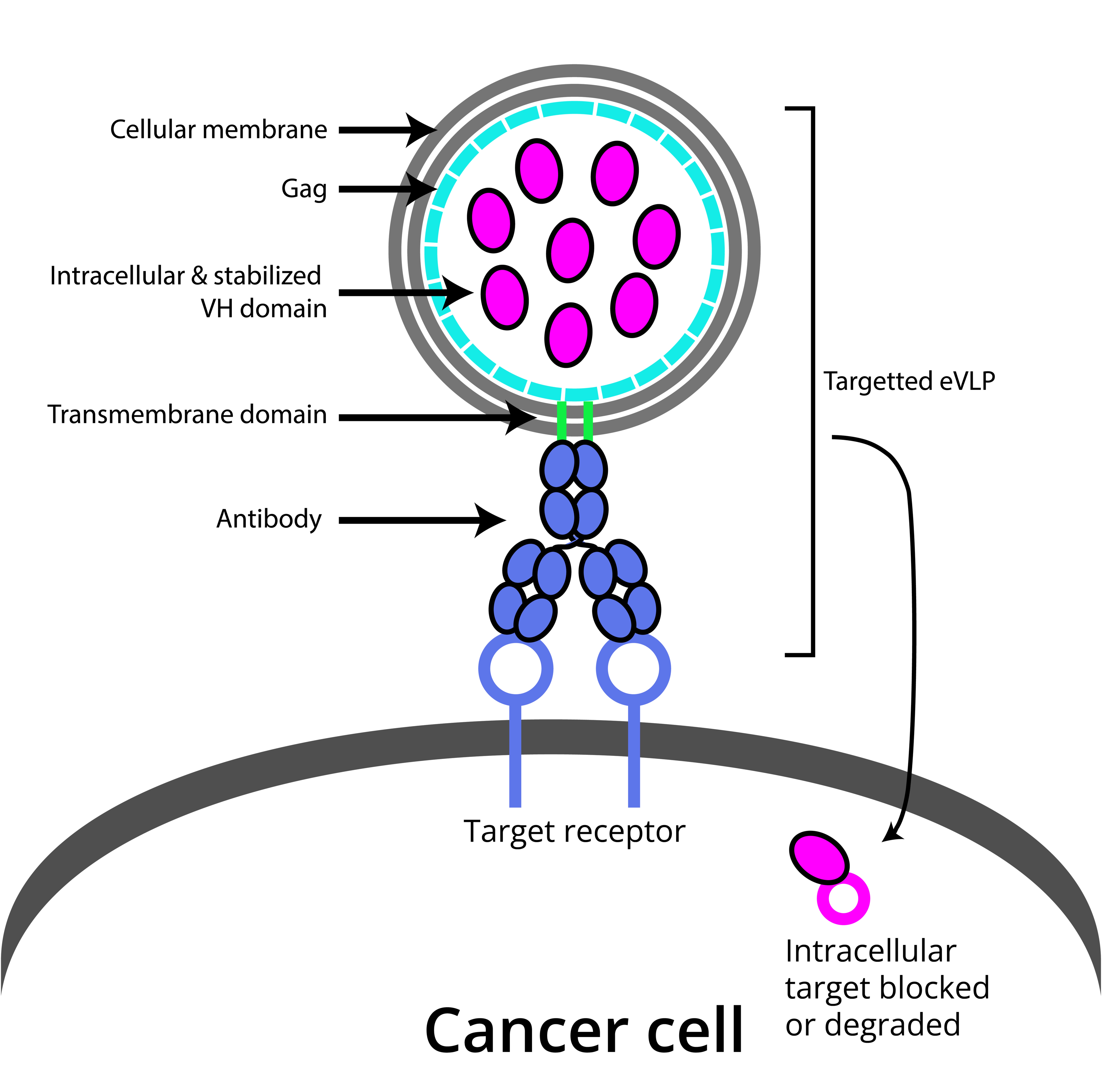 teVLP targeted engineered virus-like particle delivering iDotBody into cancer cell
